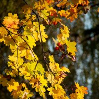 Осенний шепот листвы.... :: Ангелина Хасанова