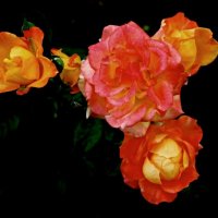 Розовые розы :: medvedb 