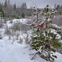 ноябрь уж у двора... :: Елена Третьякова