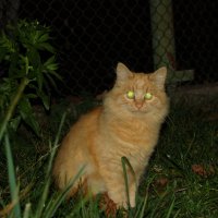 кот с зелёными глазами :: Юлия 