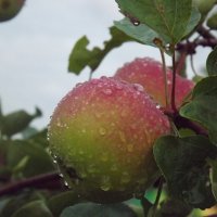 яблоки после дождя. :: Ирина Шершнева