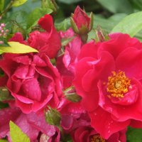 Запах розы :: Виктория Булат