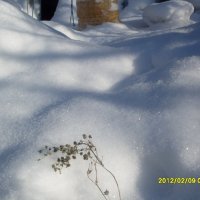 Снег :: Svetlana Svet