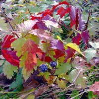 Осенняя ягода :: Лариника Кузьменко