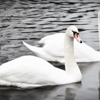 А белый лебедь на пруду... :: Светлана 