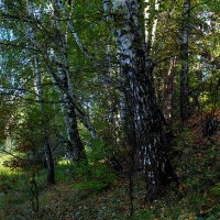 Березы готовятся к смене наряда :: Юрий Морозов