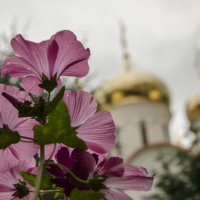 Через цветы.. :: Мария Миргородская