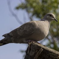 ...птица,лесная голубица,сидит не таится,ружья не боится.... :: Сергей Андриянов