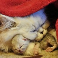 Кошка-мама с новорожденным котёнком :: Светлана Кузина