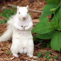 Albino Squirrel :: Naty ***