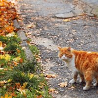 Осенний кот :: Екатерина Соаха