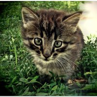 Котёнок :: Евгений Кочуров
