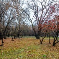 Листья на земле. :: Дмитрий Климов