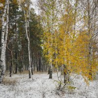 Первый снег. Берёзки в шоке :: Валерий VRN