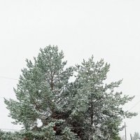 первый снег :: Ольга Конькова