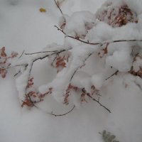 С первым снегом :: Елена Семигина