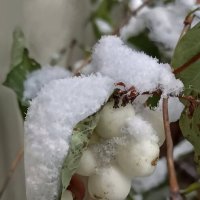 Снежноягодник в снегу :: veilins veilins