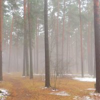 Тропинка в туманный лес :: Андрей Снегерёв