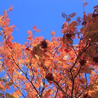 Яркий цвет осени :: Oleg S