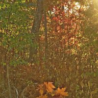 Осень в чаще лесной :: Raduzka (Надежда Веркина)