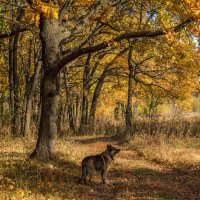 Прогулка в Осень :: Наталья Димова