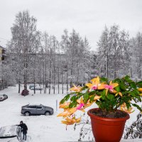 Зимняя сказка в Ухте: последствия дождя с мокрым снегом) :: Николай Зиновьев