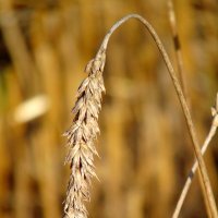Пшеничный колосок. :: nadyasilyuk Вознюк