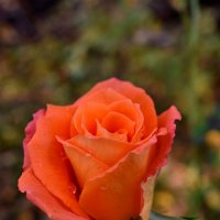 Ноябрьская роза... :: Константин Штарк