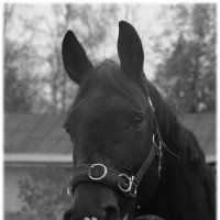 А я люблю глаза лошадей. В них можно целиком увидеть свое отражение.... :: Tatiana Markova