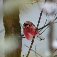 Урагус или длиннохвостый  снегирь :: Любовь Сахарова