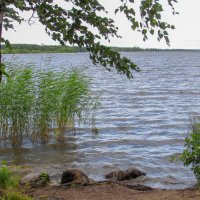 Ненастье на озере :: Любовь Зинченко 