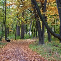 Ступаю по листьям опавшим. Не слышен шагов шум Нигде. Иида Рюта.. :: Galina Dzubina