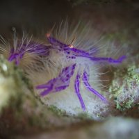 Hairy Squat Lobster (Lauriea siagiani) :: алексей афанасьев