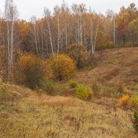 в лесном овражке :: Виталий Емельянов