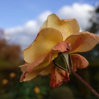 Осенние розы - прелестные, грустные розы!... :: Galina Dzubina