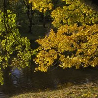 Октябрьская листва :: Регина 
