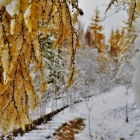 Зима-осень. :: Лариса Красноперова