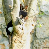 Котята на дереве. :: Валерьян Запорожченко