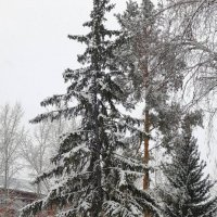 Зима приходила в конце октября в Казахстане . :: Мила Бовкун