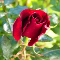 Бутон бархатной розы :: Валентин Семчишин