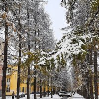 Лиственничная аллея в Североуральске :: Алевтина 