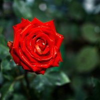 Роза красная в саду (*розы) :: Stanislav Zanegin
