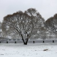 Первый снег в Выборге :: Ольга 