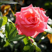 городские цветы роза :: Олег Лукьянов