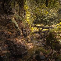 Jungles Of Kapnistavi In Autumn :: Fuseboy 