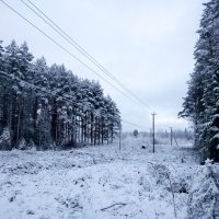Зимний лес :: Сергей Кочнев