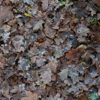 Ноябрьские дубовые листья :: Ольга Бекетова