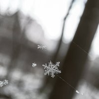 Снежинки на паутинке :: Ирина Полунина