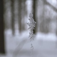Снежная подвеска или снежинки на паутинке :: Ирина Полунина