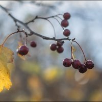 Ягодки осенние :: Александр Тарноградский